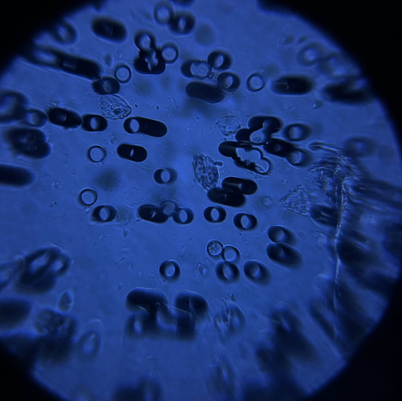 Through the Foldscope, oval eggs sit among the round pores of a filter membrane under blue light