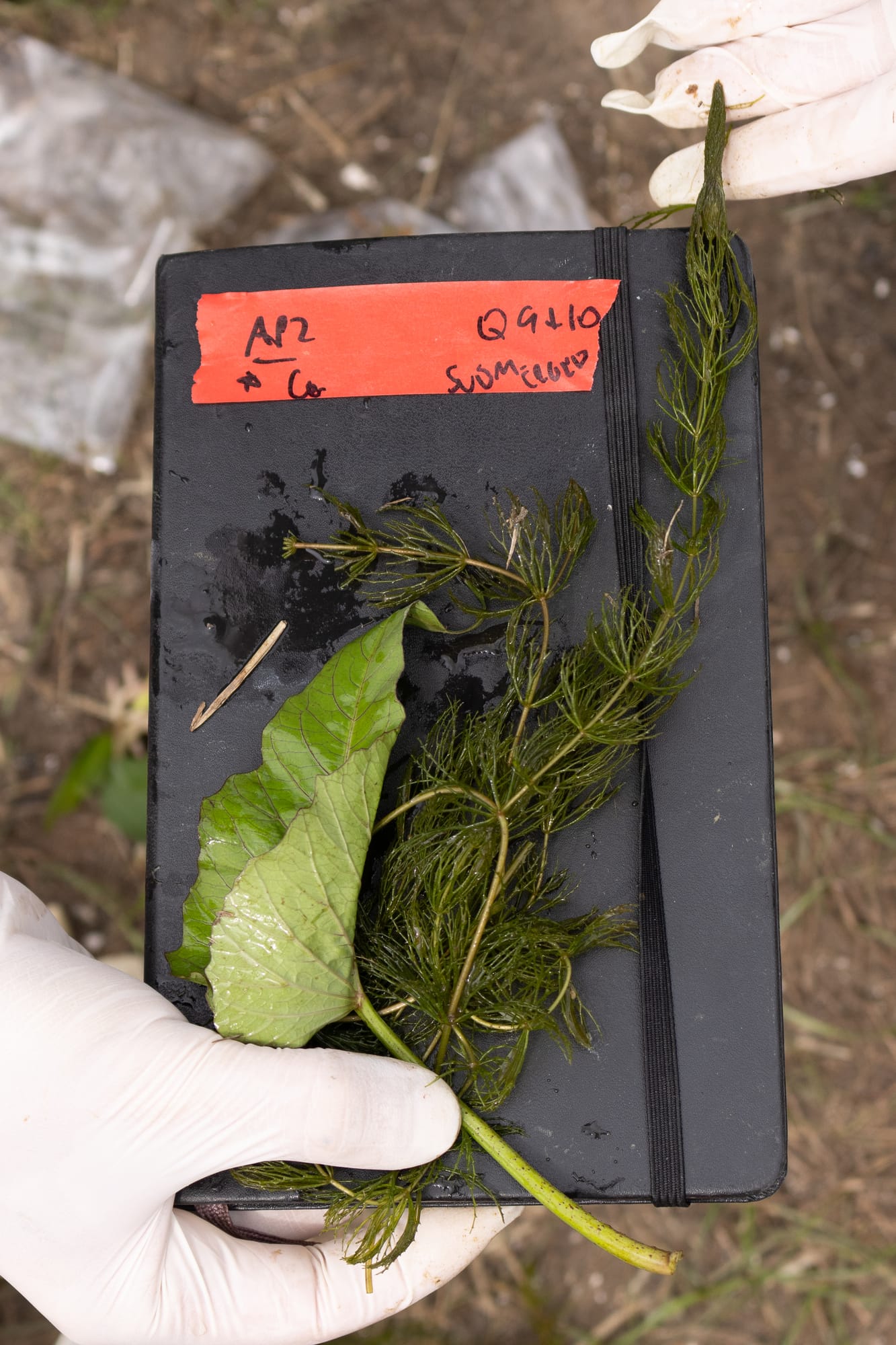 A gloved hand holds sprigs of feathery Ceratophyllum and a broad leaf against a field notebook