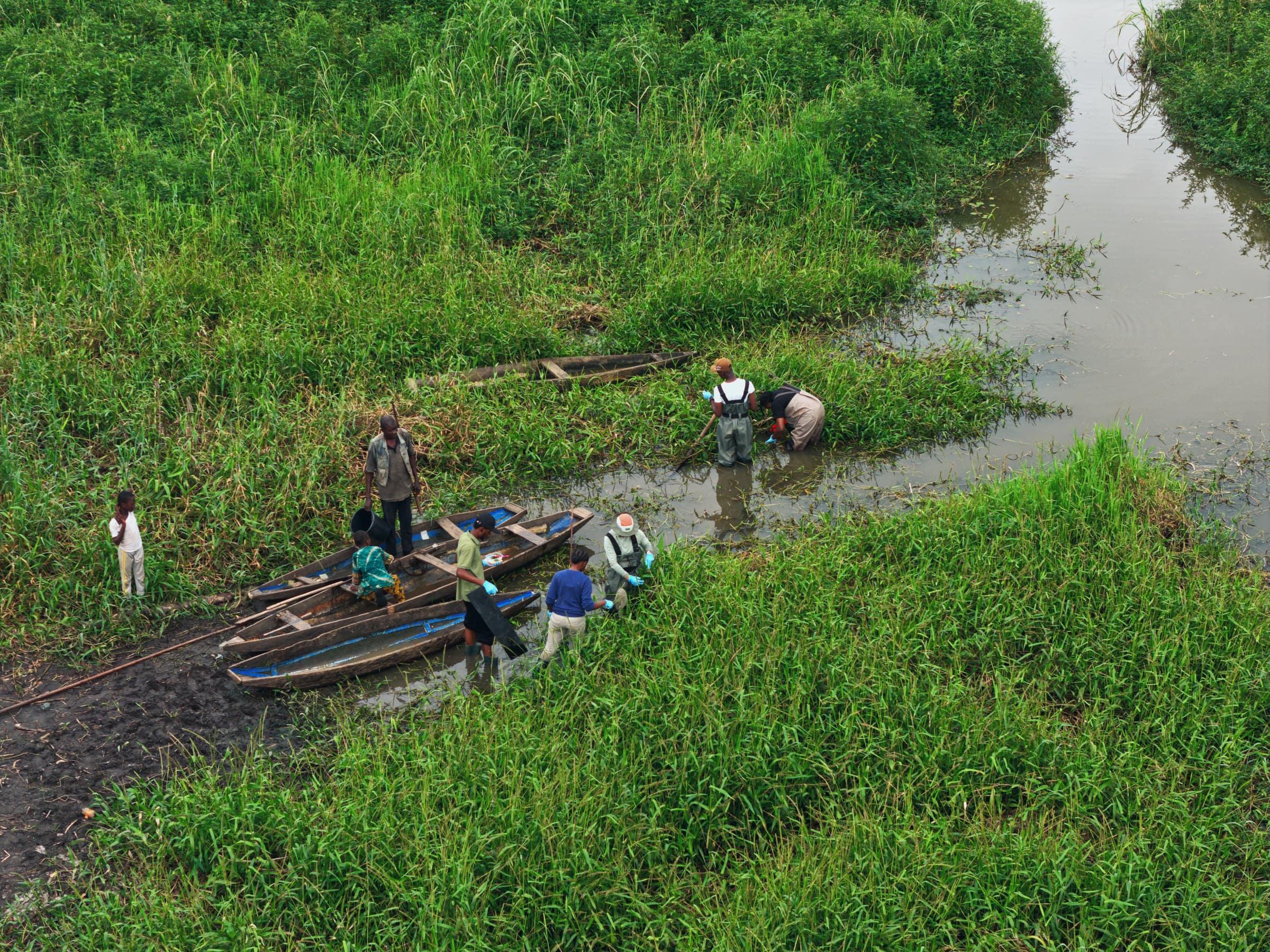 Aerial view of canoes pulled into a green river channel where the SCOPE team wades among aquatic plants